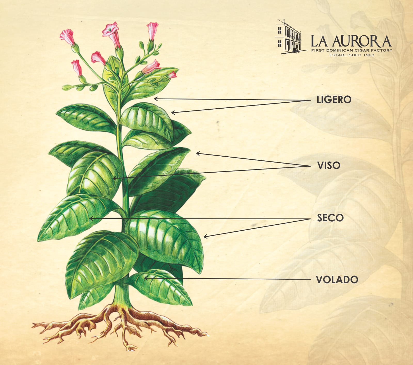 The tobacco plant, what are the best leaves?